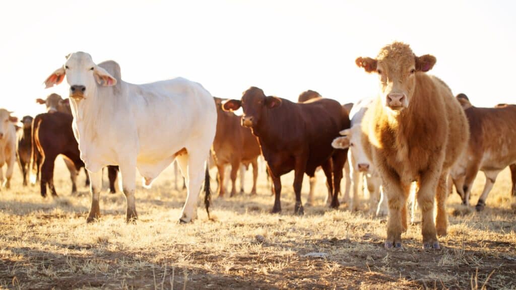 agricultural fence options