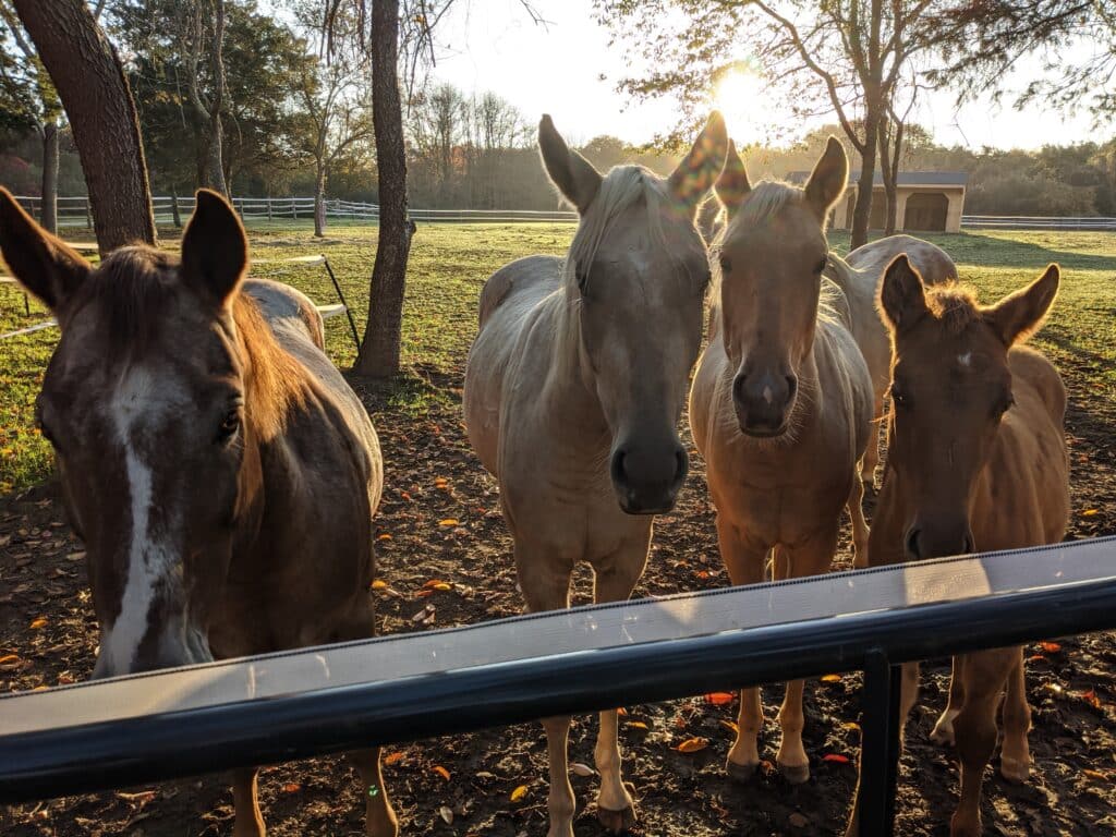 Horses standing near a fence, Rhode Island.