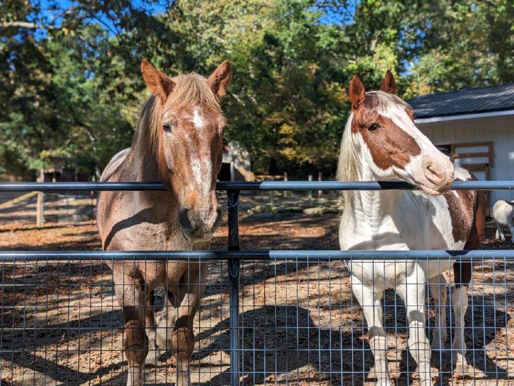 Horses grazing near a fence, Rhode Island.