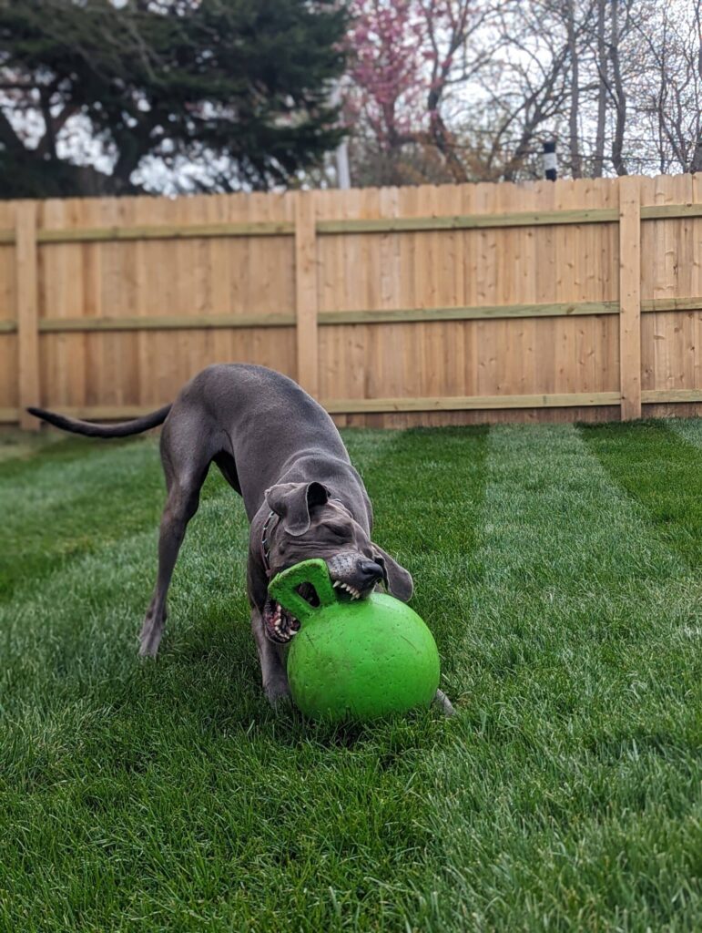 Pet fencing great dane in Narragansett, RI